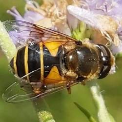 Eristalis lineata